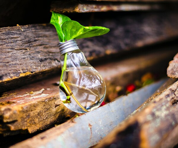 Glühbirne liegt auf Holzbrettern, ist mit Wasser gefüllt und eine Blume steckt drin