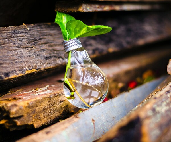 Glühbirne liegt auf Holzbrettern, ist mit Wasser gefüllt und eine Blume steckt drin