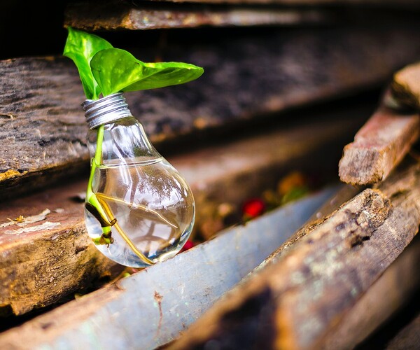Glühbirne liegt auf Holzbrettern, ist mit Wasser gefüllt und eine Blume steckt drin