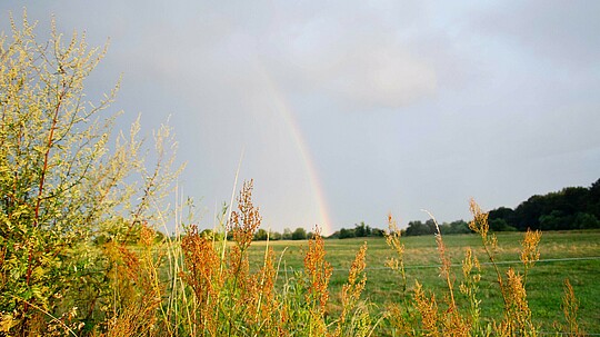 Regenbogen über Feld