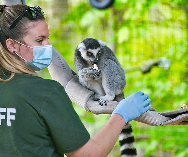 junge Tierpflegerin steht unmittelbar neben einem essenden Lemuren