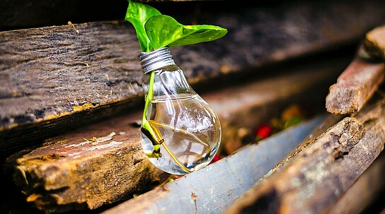 Glühbirne liegt auf Holzbrettern, ist mit Wasser gefüllt und eine Blume steckt drin