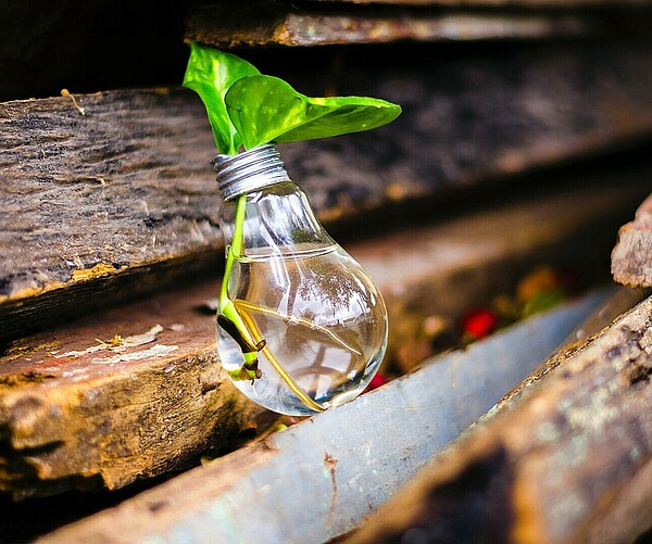 Glühbirne liegt auf Holzbrettern, ist mit Wasser gefüllt und eine Blume steckt drin