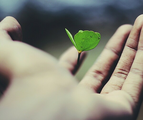 Hand hält eine kleine Grünpflanze