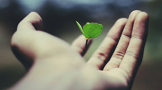 Hand hält eine kleine Grünpflanze