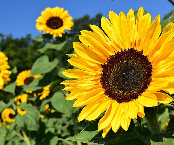 Sonnenblumen im Feld