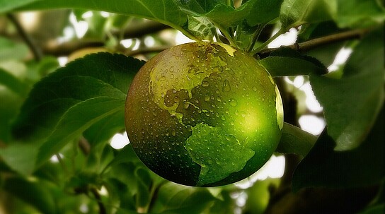 grüne Erdkugel wächst an einem Baum